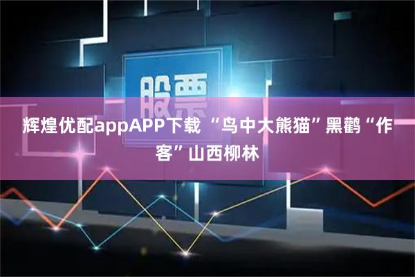 辉煌优配appAPP下载 “鸟中大熊猫”黑鹳“作客”山西柳林